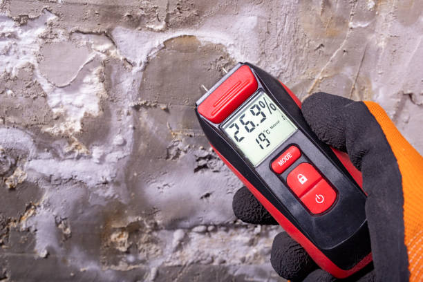 Professional Mold Removal in Dillsboro, IN