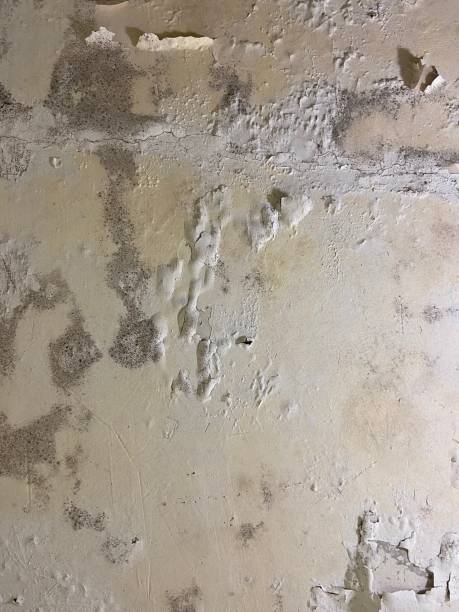 Best Mold Testing  in Dillsboro, IN