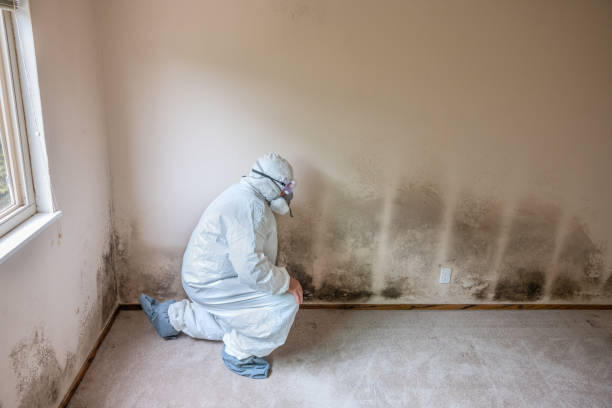 Best Attic Mold Removal  in Dillsboro, IN